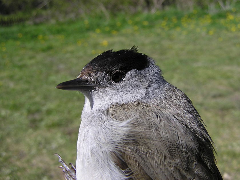 Blackcap, Sundre 20070505